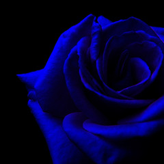 TNO_J