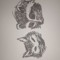 Minou und Rec.coon