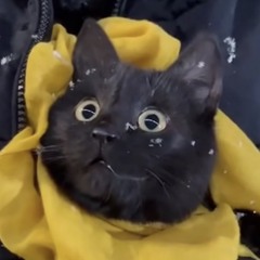 ねこだいおう