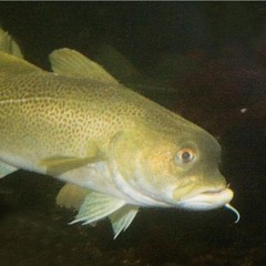 stockfishh