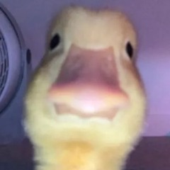 GloomyDuck