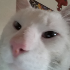 Rockie