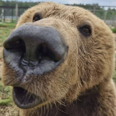 Kuma
