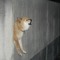 dogdotpng