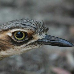 Friendly lil' Wheely Bin