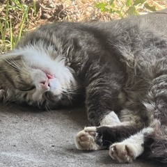 KitKatLuk