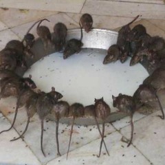 RATAZANAS