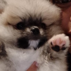 kimchie