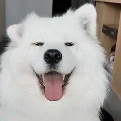 dan