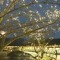 ⒶI will follow back