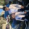 khaled