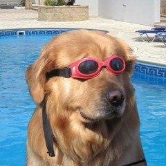 goggledog2 fan