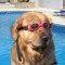 goggledog2 fan