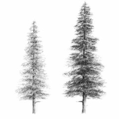 Two Tall Trees
