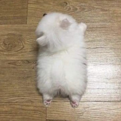 눈뉴난냐