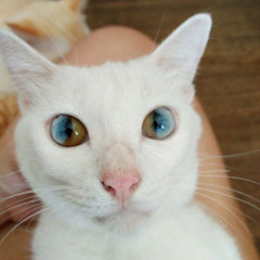 The Cat with The Eyes