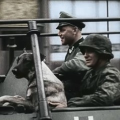 𝐅𝐀𝐋𝐊𝐄𝐍𝐒𝐓𝐄𝐈𝐍