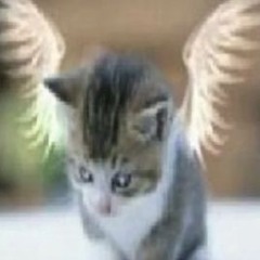 рыболовная сеть