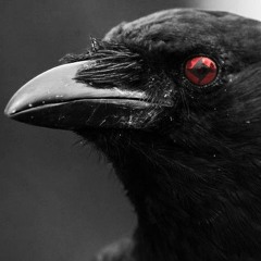 Black_Crow