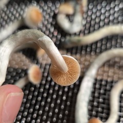 Cayja710
