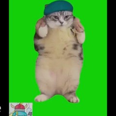 kitty