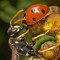 insect team
