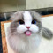 Dancing Cat