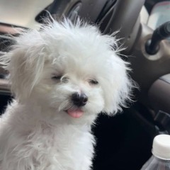 쫑