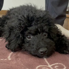 Hiroki