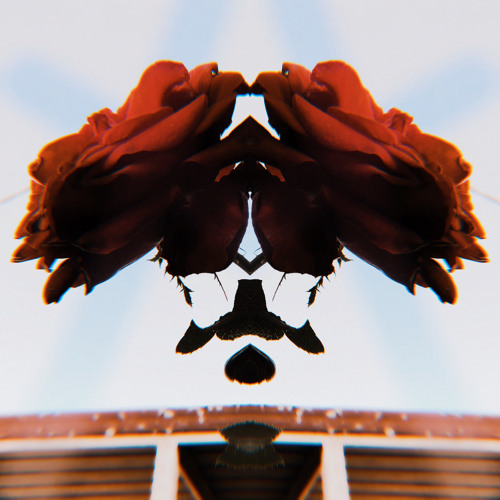 rozy 🥀’s avatar