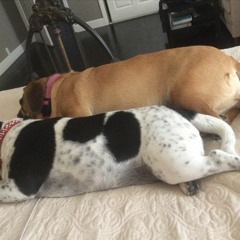 Lilypatch
