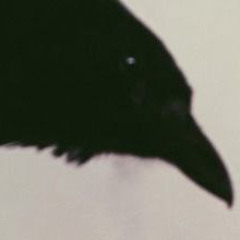 Crow