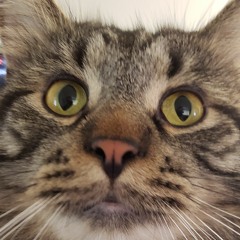 unreagulated mongoose