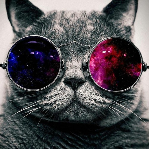 Stream crazy cat music  Listen to songs, albums, playlists for