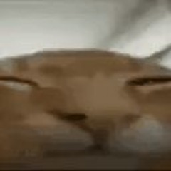 Nyaranox🐱