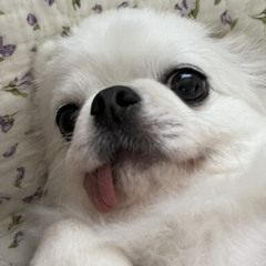 Daiki