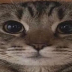 evil cat