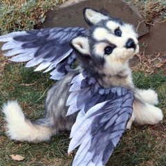 🖤🤍Huskzy (Sleepinng)