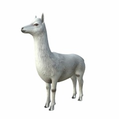 alpacathekid