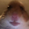 hamsterpee