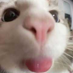 《~×<K¡kø>×~》