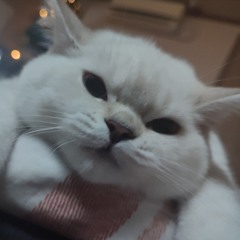 Dasha