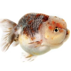 HAFRIKOMAN