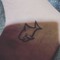 ZAC FOKES (Psychedelic Shark)