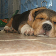 Iñigo Miguel Montesines