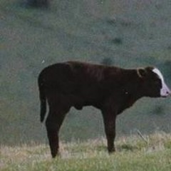 Батсуурь Г.