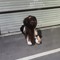 ソム(솜)