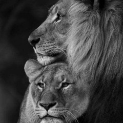 Lioness بنت عمر