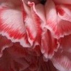 Anđela Skakaljević