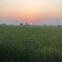 Tanu Bains